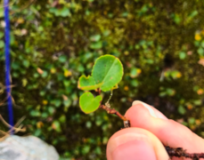 Musøre (Salix herbacea)