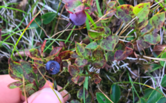 Blåbær (Vaccinium myrtillus)