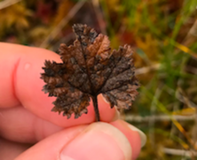 Molte (Rubus chamaemorus)