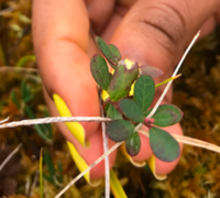 Blokkebær (Vaccinium uliginosum)