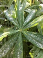 Hagelupin (Lupinus polyphyllus)