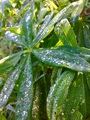 Hagelupin (Lupinus polyphyllus)