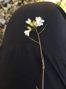 Håret fjellskrinneblom (Arabis alpina var. alpina)