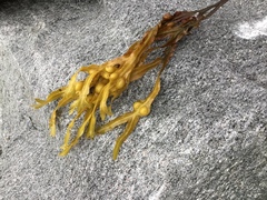 Blæretang (Fucus vesiculosus)