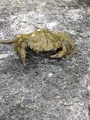 Strandkrabbe (Carcinus maenas)