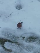 Pine Grosbeak (Pinicola enucleator)