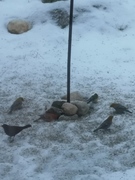 Pine Grosbeak (Pinicola enucleator)