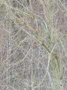Pine Grosbeak (Pinicola enucleator)