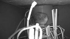 Winter Wren (Troglodytes troglodytes)