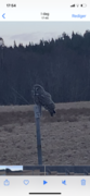 Lappugle (Strix nebulosa)