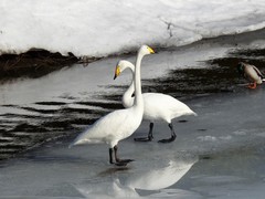 Whooper Swan (Cygnus cygnus)