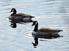 Canada Goose (Branta canadensis)