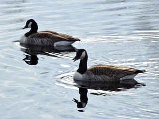 Kanadagås (Branta canadensis)