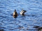 Stokkand (Anas platyrhynchos)