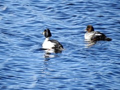 Kvinand (Bucephala clangula)