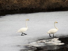 Whooper Swan (Cygnus cygnus)