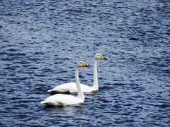 Whooper Swan (Cygnus cygnus)