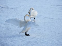 Whooper Swan (Cygnus cygnus)