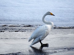 Whooper Swan (Cygnus cygnus)
