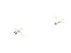 Whooper Swan (Cygnus cygnus)