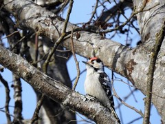 Lesser Spotted Woodpecker (Dendrocopos minor)