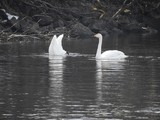 Sangsvane (Cygnus cygnus)