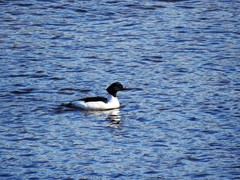 Goosander (Mergus merganser)