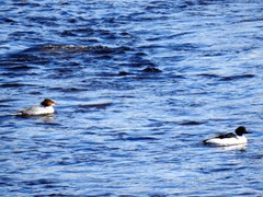 Laksand (Mergus merganser)