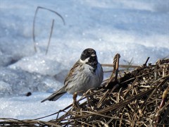 Sivspurv (Emberiza schoeniclus)