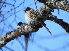 Sivspurv (Emberiza schoeniclus)