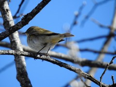 Chiffchaff (Phylloscopus collybita)