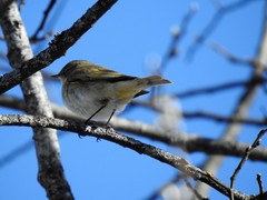 Gransanger (Phylloscopus collybita)