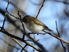Chiffchaff (Phylloscopus collybita)