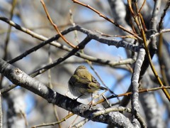 Chiffchaff (Phylloscopus collybita)