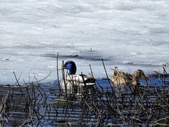 Stokkand (Anas platyrhynchos)