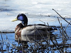 Mallard (Anas platyrhynchos)