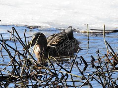 Stokkand (Anas platyrhynchos)