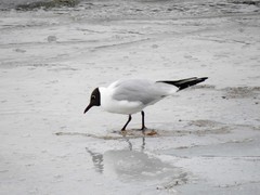 Black-headed Gull (Chroicocephalus ridibundus)