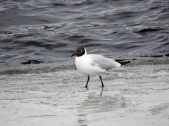 Black-headed Gull (Chroicocephalus ridibundus)