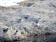 Eurasian Teal (Anas crecca)