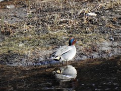 Eurasian Teal (Anas crecca)
