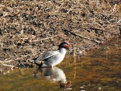 Eurasian Teal (Anas crecca)