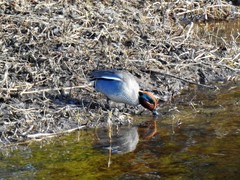 Eurasian Teal (Anas crecca)