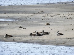 Canada Goose (Branta canadensis)