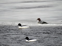 Goosander (Mergus merganser)