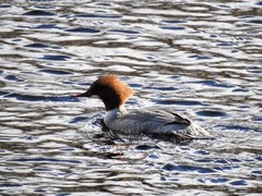 Goosander (Mergus merganser)