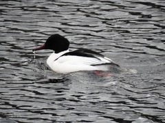 Goosander (Mergus merganser)