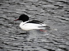 Laksand (Mergus merganser)