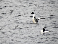 Goosander (Mergus merganser)