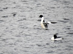 Laksand (Mergus merganser)